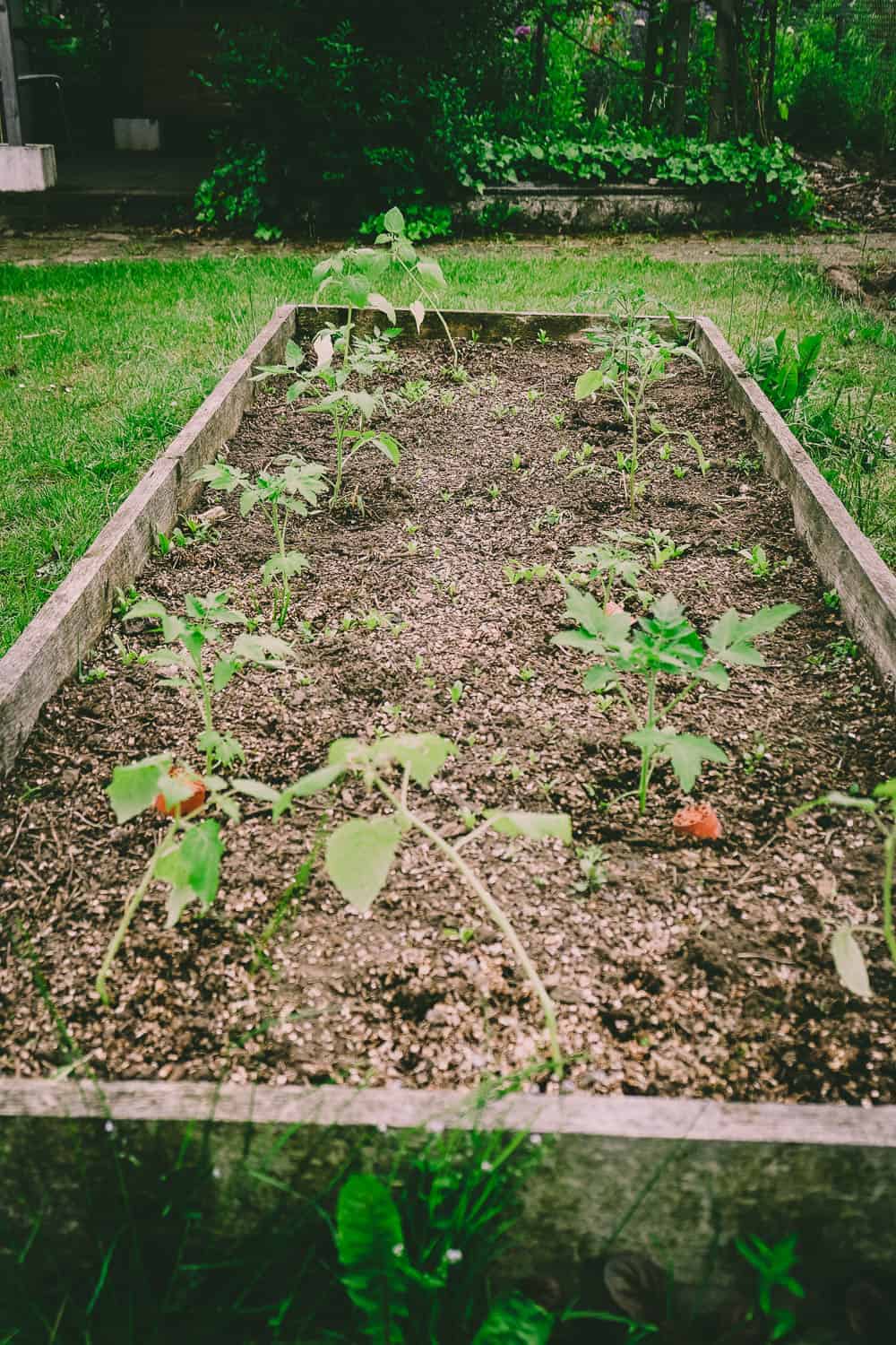 Vadders Garten -11 Erste Aktion in Vadders Garten - Tomaten pflanzen