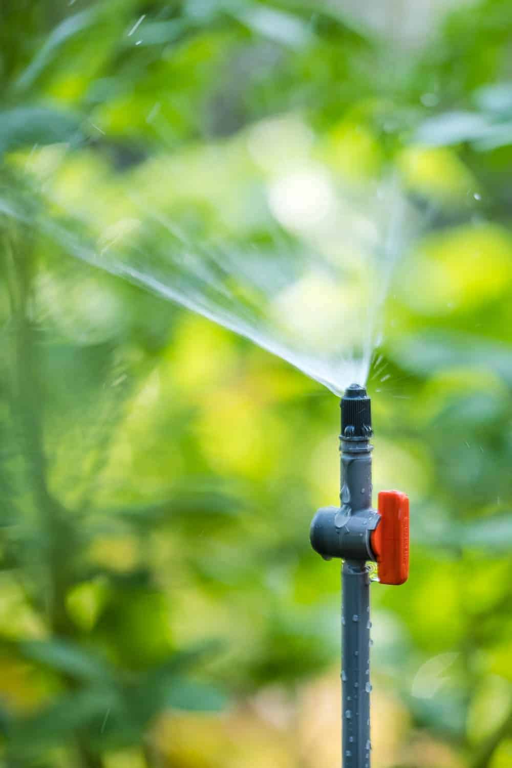 Gemüsebeete automatisch bewässern Wasser und Zeit sparen