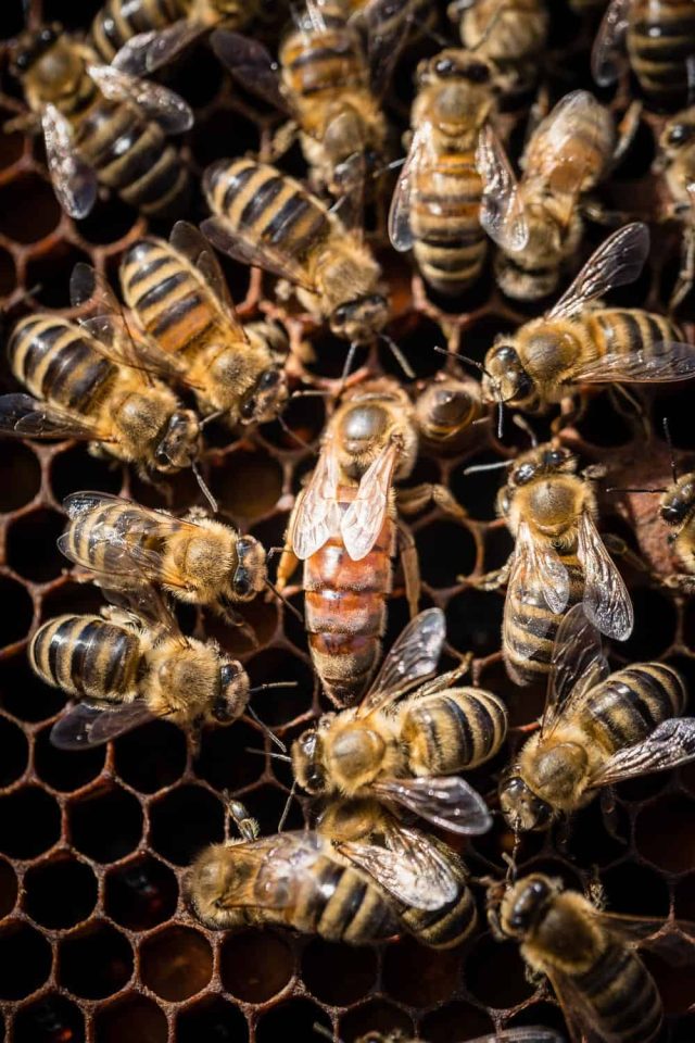 Die Bienen-Königin mit ihren Hofdamen