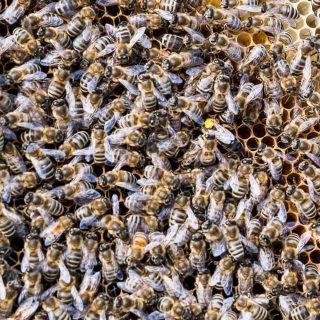 Bienen-Königin austauschen