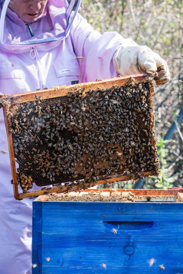 Bienen-Königin austauschen, Wabe mit Bienen