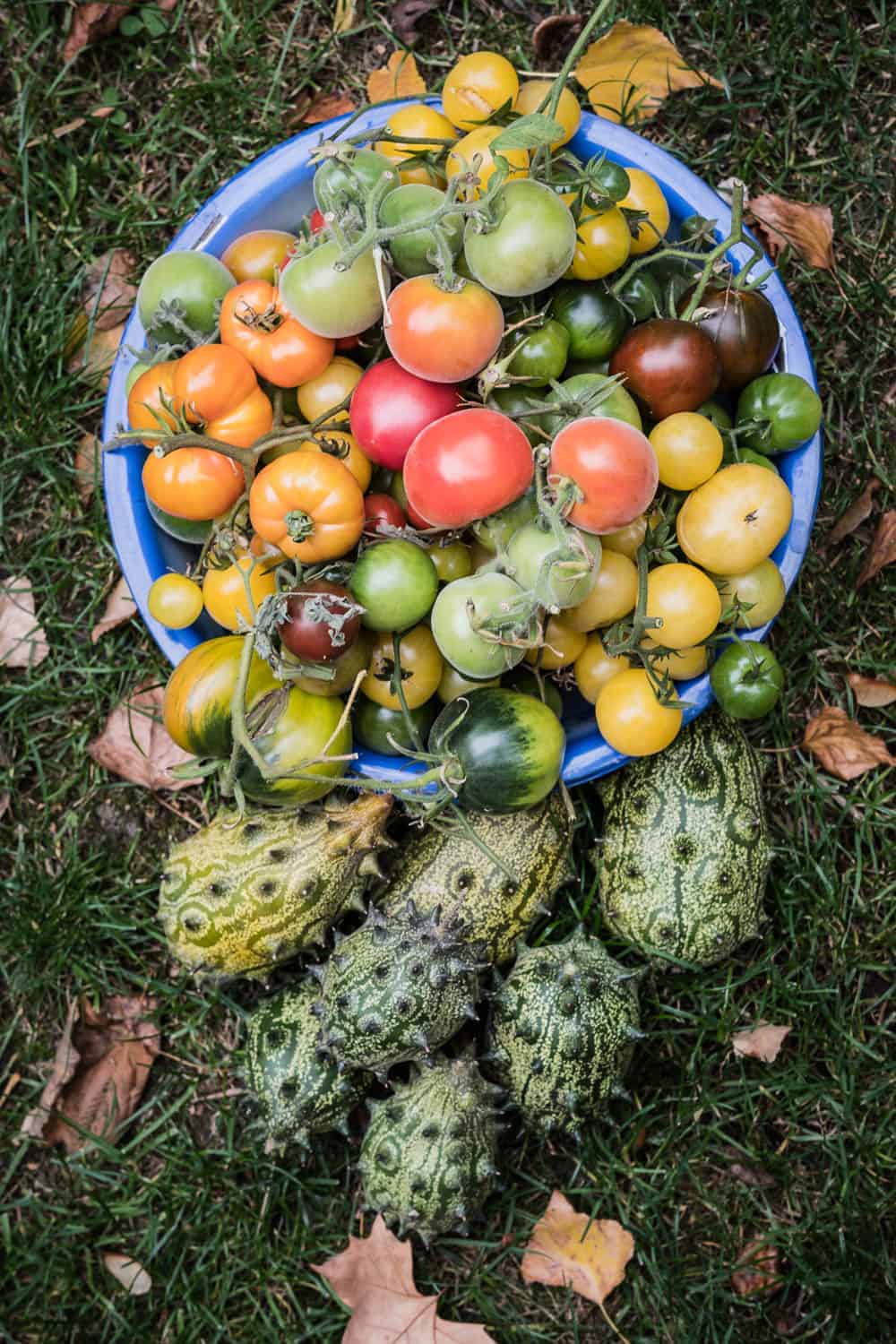 Saatguttausch-Aktion6 Saatguttausch-Aktion Kiwano und verschiedene Tomatensorten