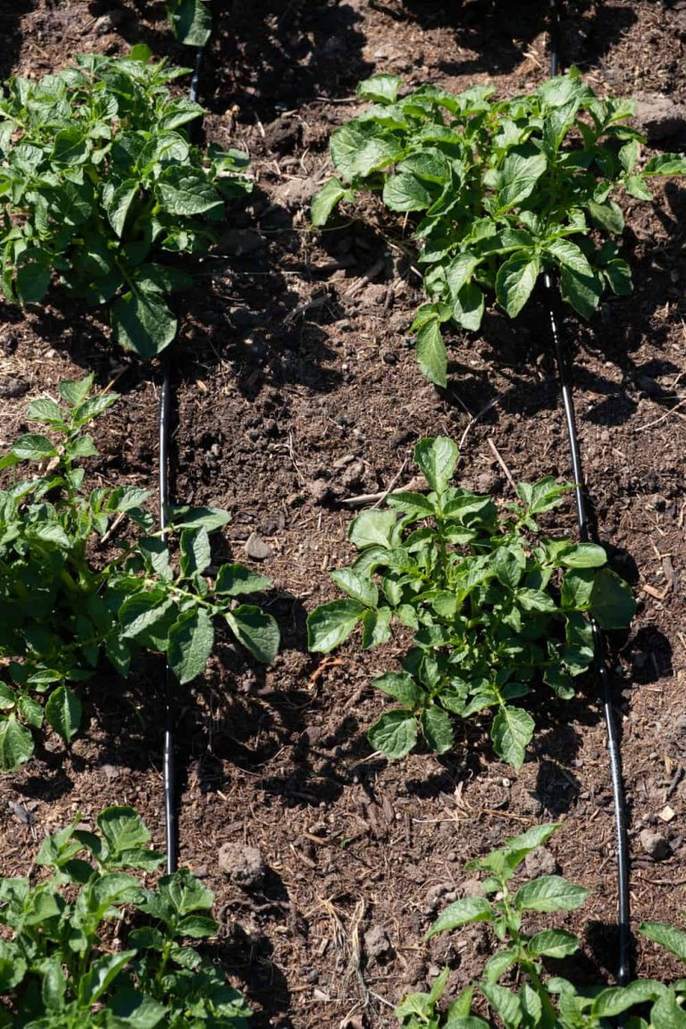 Garten automatisch bewässern Wasser und Zeit sparen