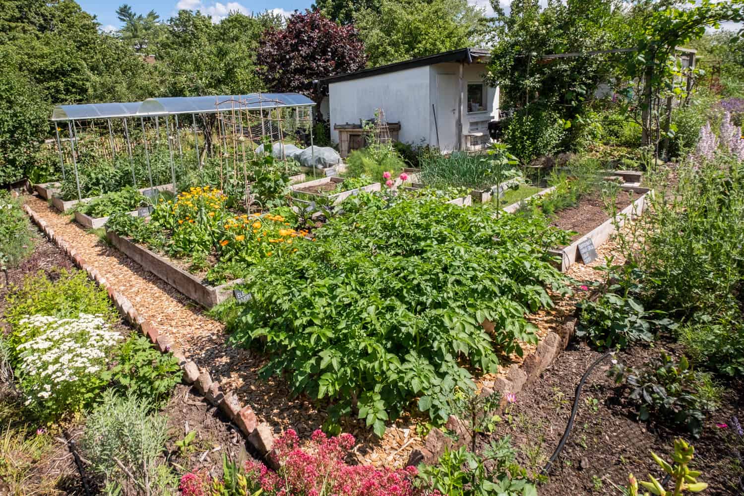 automatische Gartenbewässerung 6 automatische Gartenbewässerung im Gemüsegarten