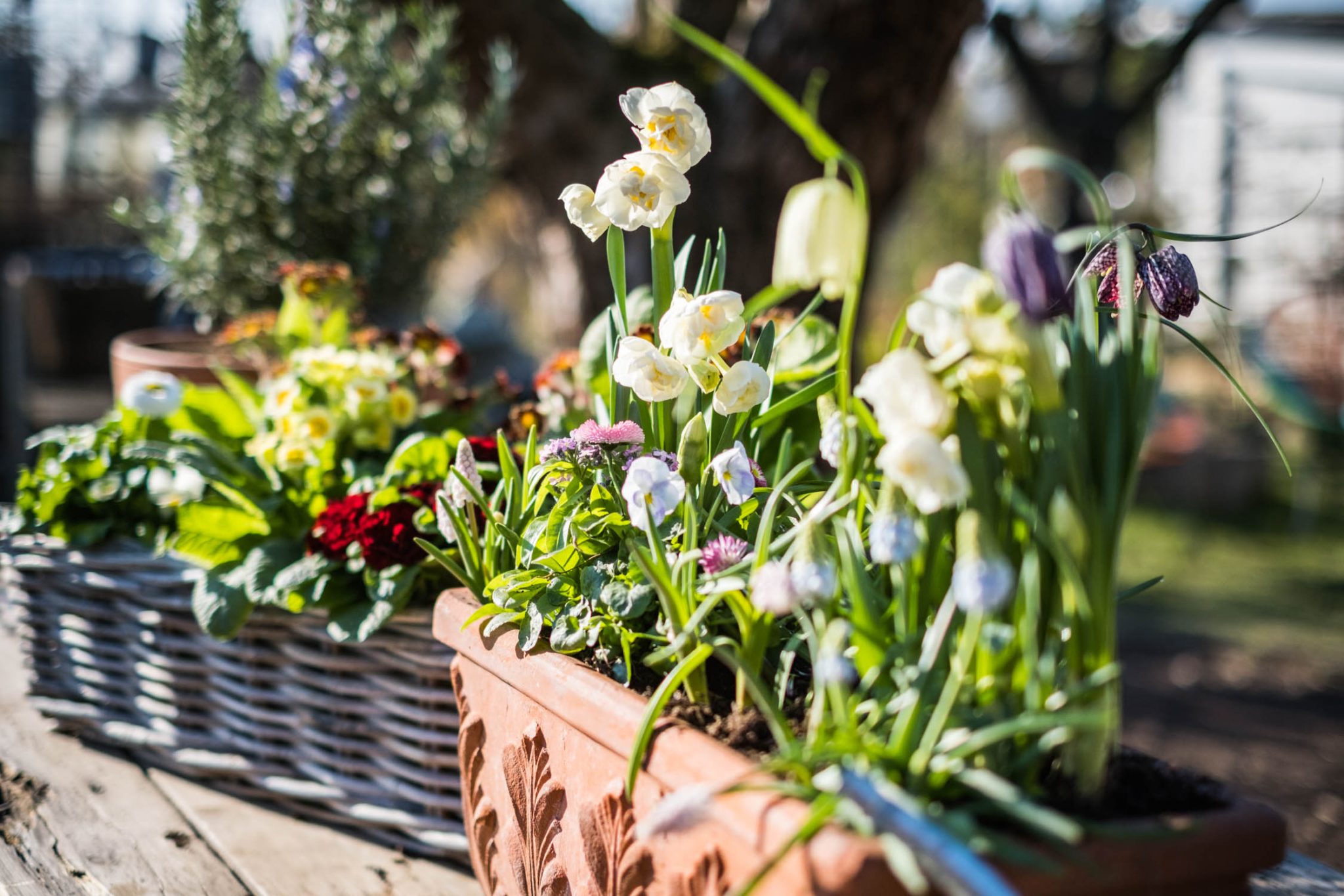 Garten frühlingsfit machen in fünf Schritten
