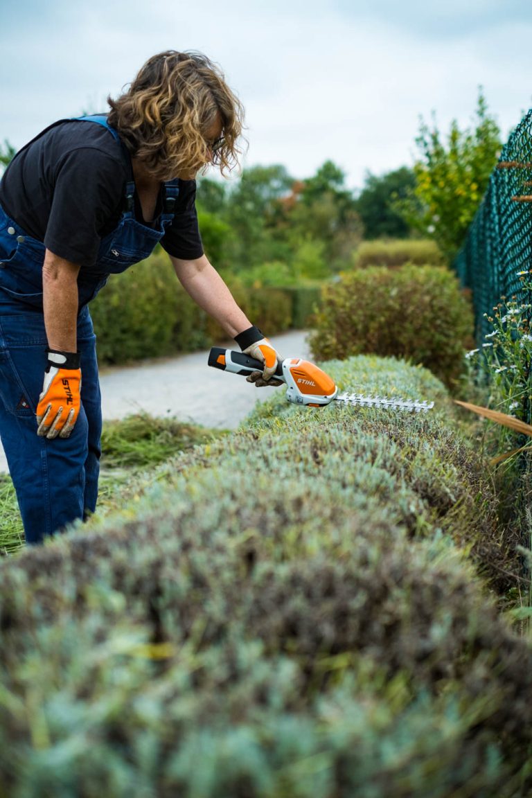 Lavendel richtig schneiden die einfache Methode