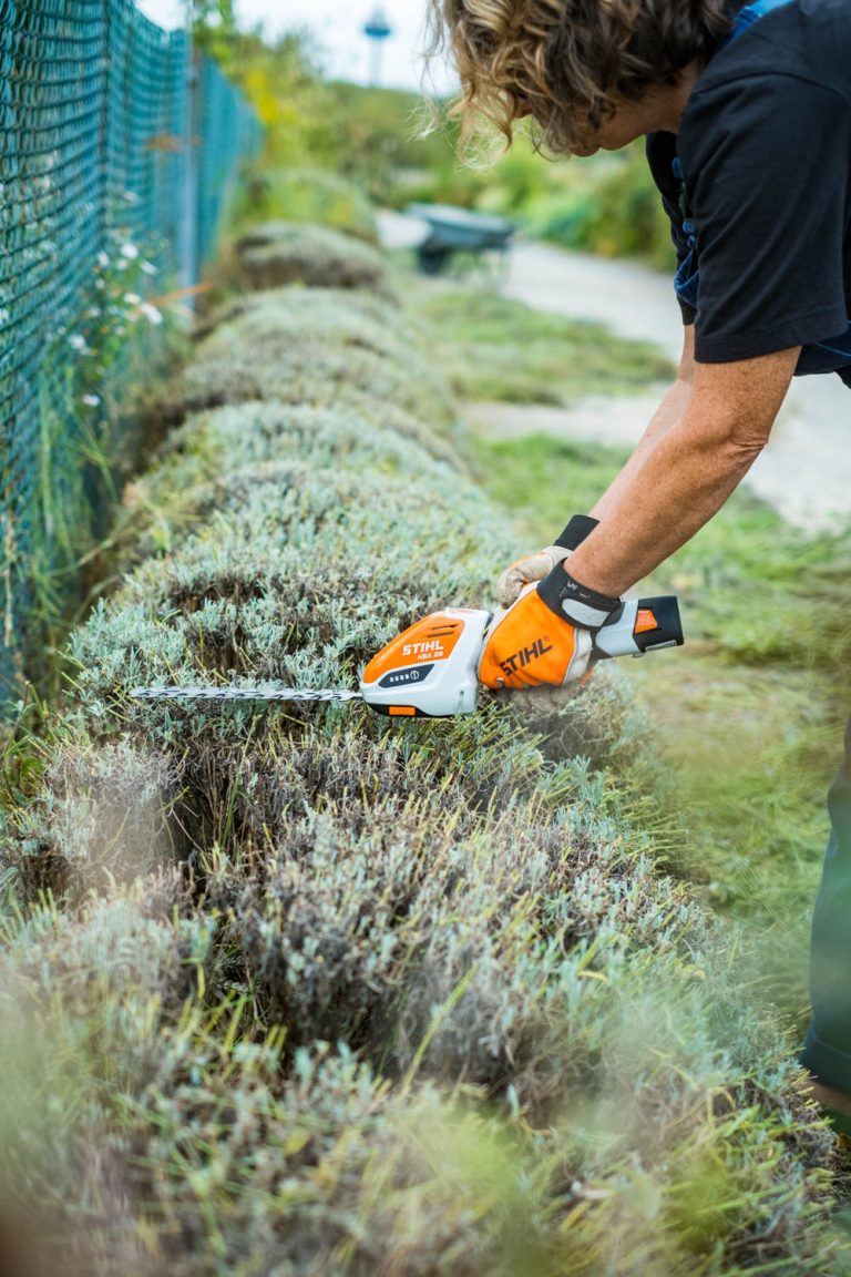 Lavendel richtig schneiden die einfache Methode