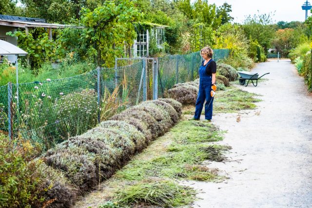 Lavendel richtig schneiden die einfache Methode