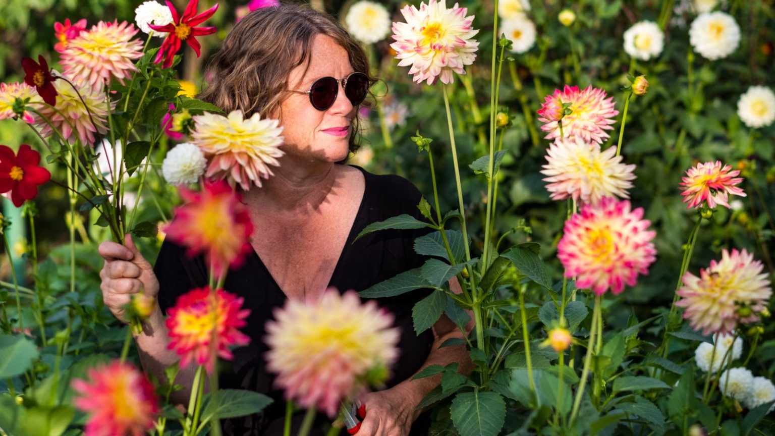 Dahlien pflanzen, pflegen, überwintern Der kleine