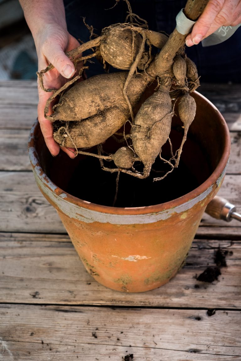 Dahlien - pflanzen, pflegen, überwintern | Der kleine Horrorgarten