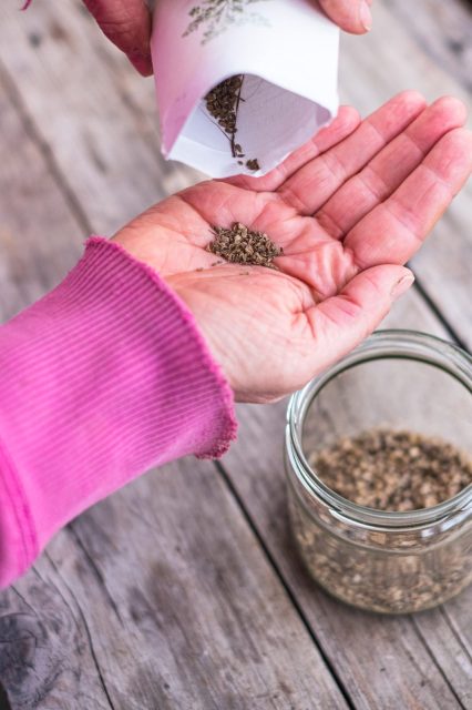 Möhren pflanzen - so klappt es mit der Möhren-Ernte