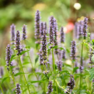 Blumen für kleine Gärten
