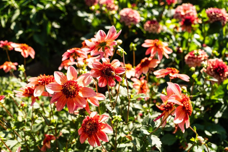 Dahlie Totally Tangerine bildet unzählige Blüten, perfekt für kleine Gärten