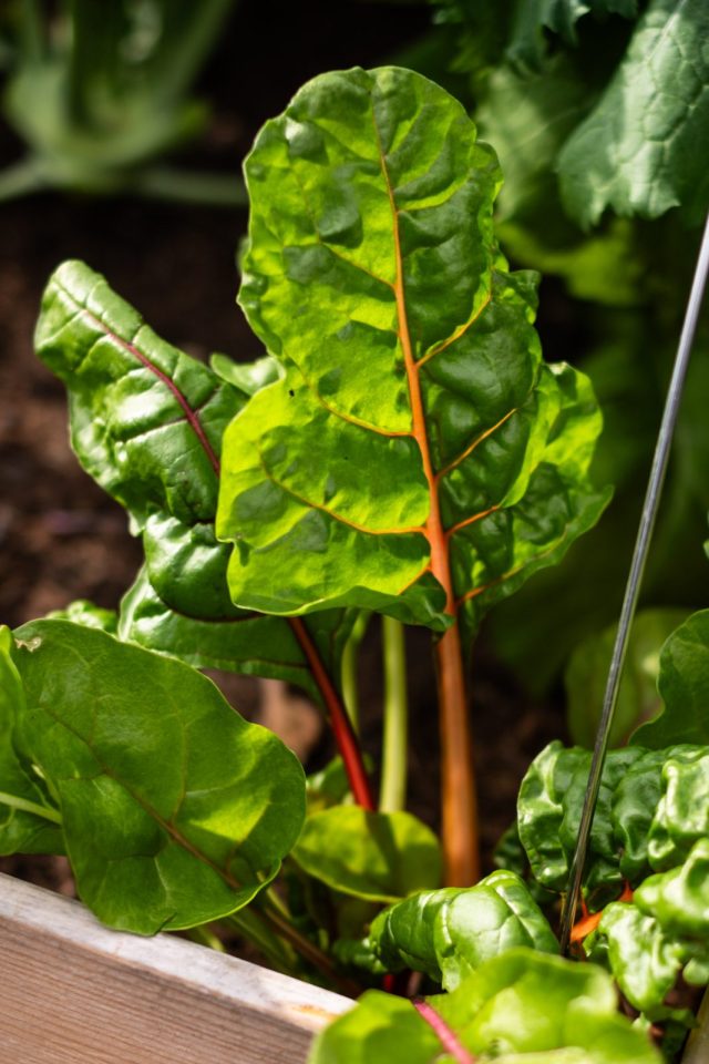 Gemüse für kleine Gärten: Mangold