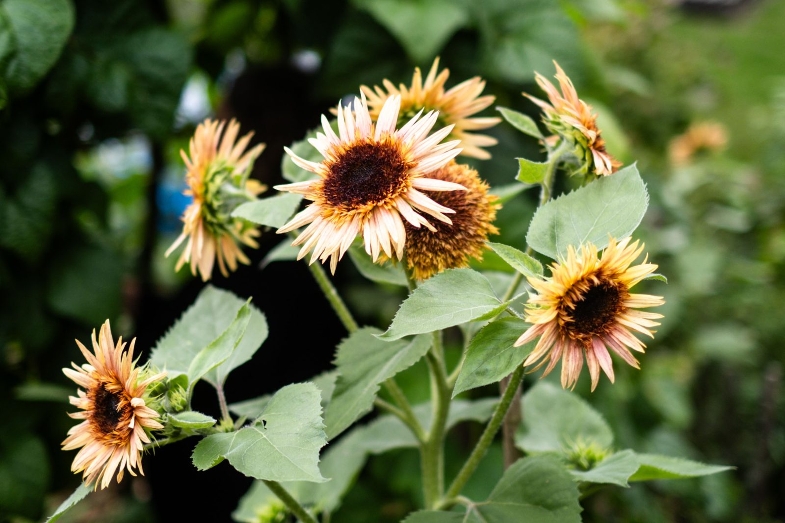 Blumen für kleine Gärten Der kleine