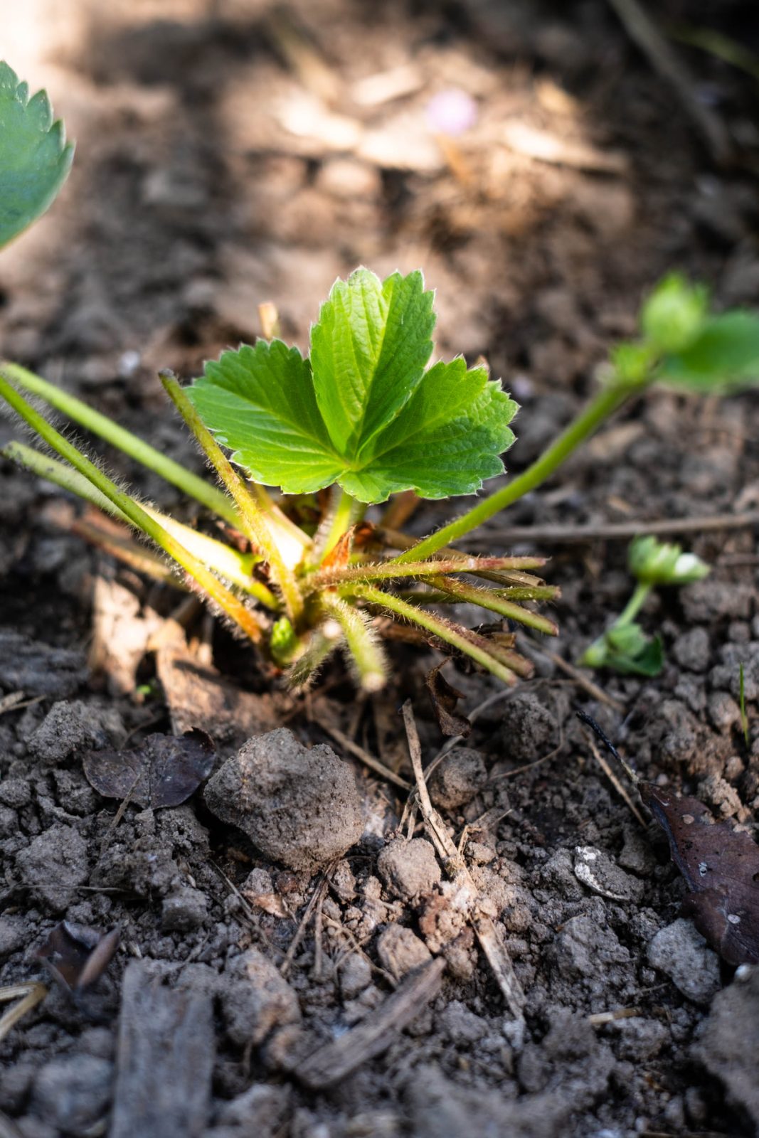 Beeren für kleine Gärten Meine liebsten Sorten bei wenig Platz