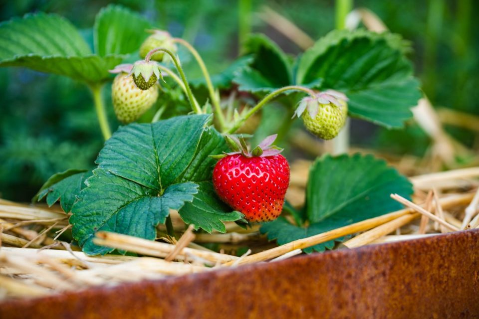 Erdbeerpflanze mit einer reifen Frucht