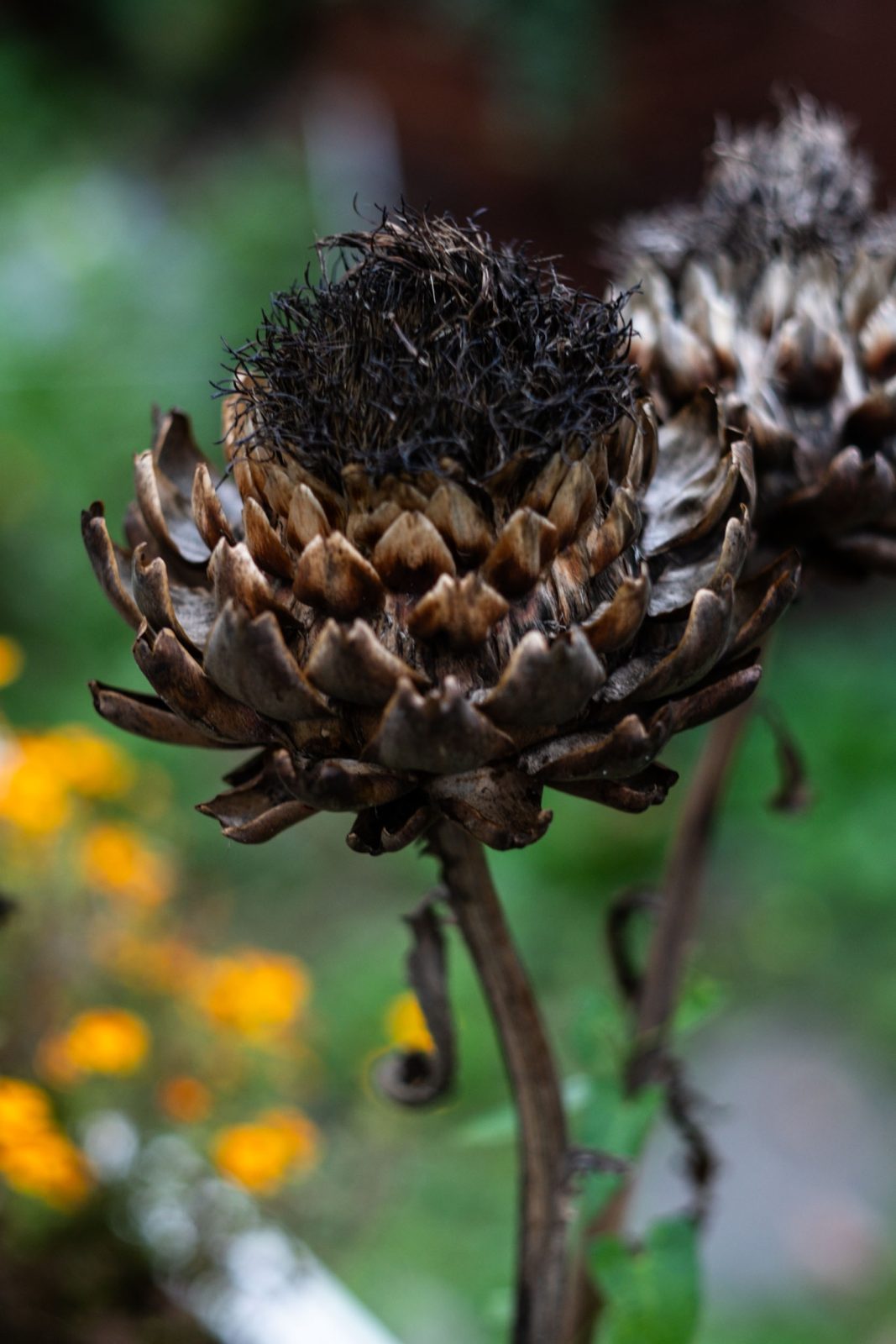 Artischocken anbauen im Gemüsegarten Standort, Boden, Pflege
