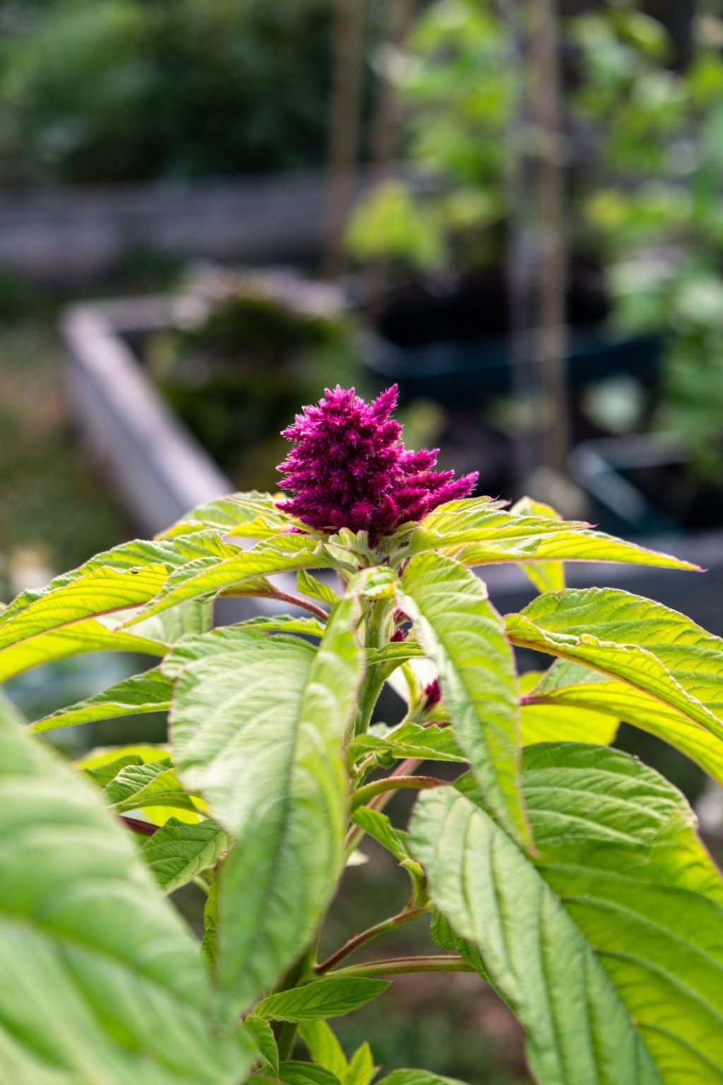 Amaranth anbauen und ernten Ein Leitfaden für Anfänger Der kleine