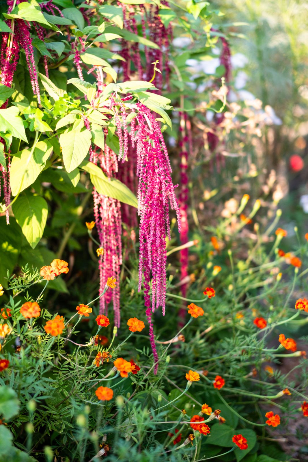 Amaranth anbauen und ernten Ein Leitfaden für Anfänger Der kleine
