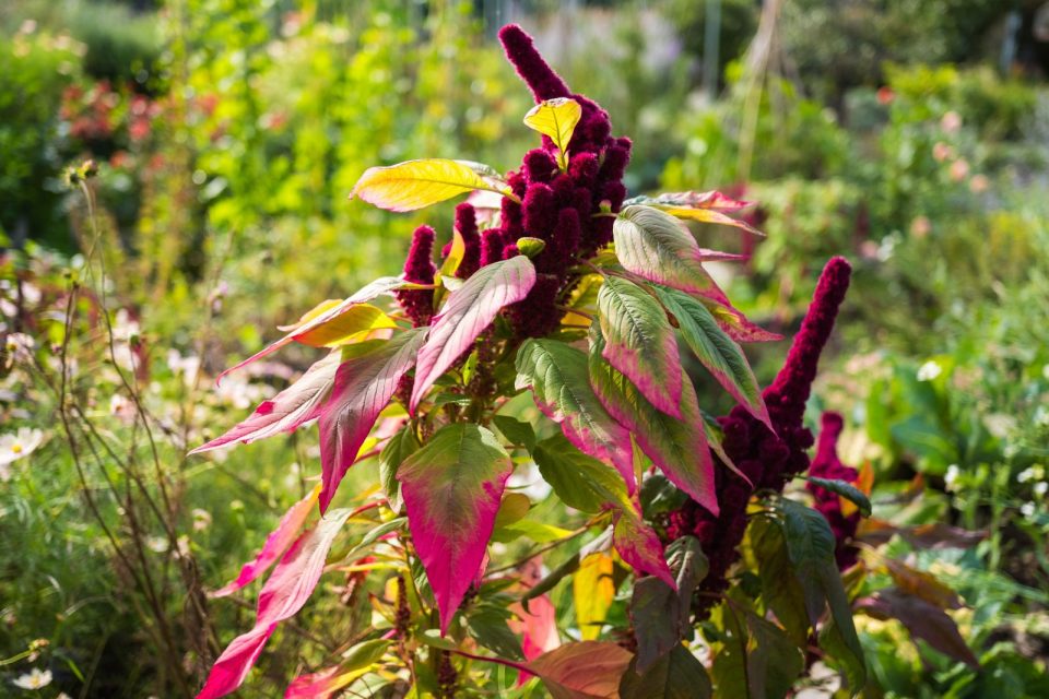 Amaranth anbauen und ernten Ein Leitfaden für Anfänger Der kleine