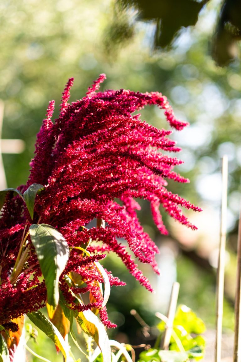 Amaranth anbauen und ernten Ein Leitfaden für Anfänger Der kleine