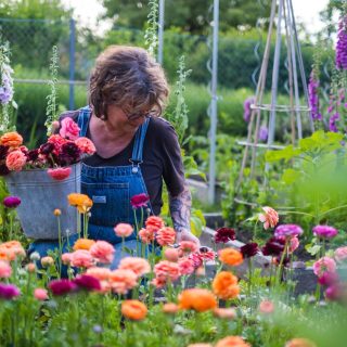 Ranunkeln pflanzen Schritt für Schritt