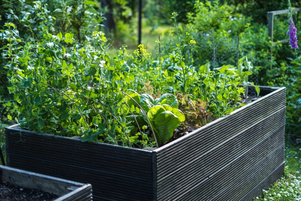 Hochbeet mit Gemüse
