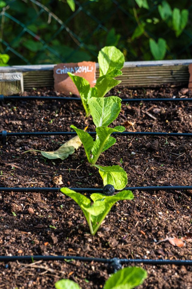 automatisches Bewässerungssystem Hochbeet, Schläuche mit Tropfern