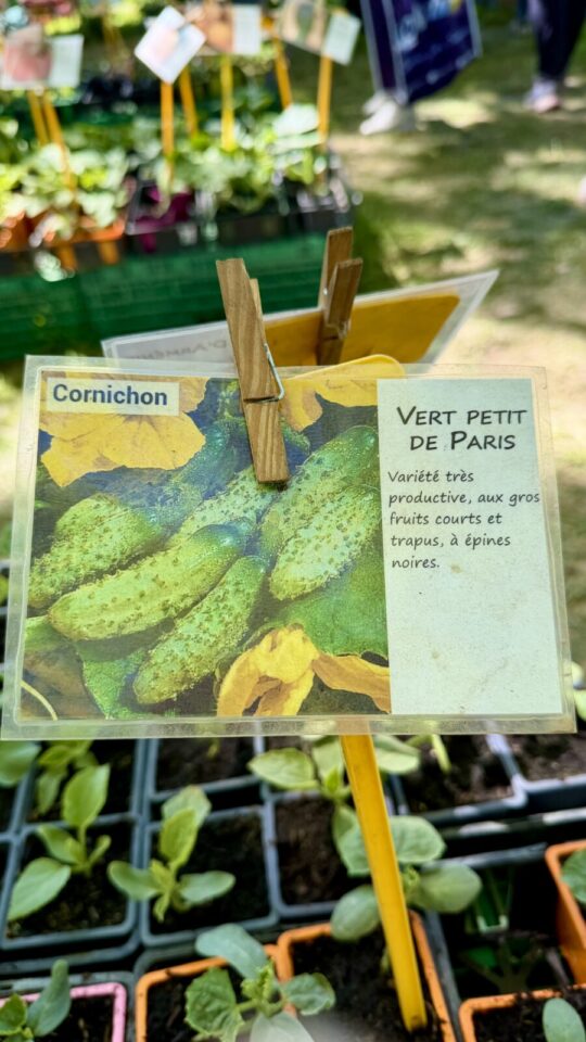 Cornichon Vert petit de paris