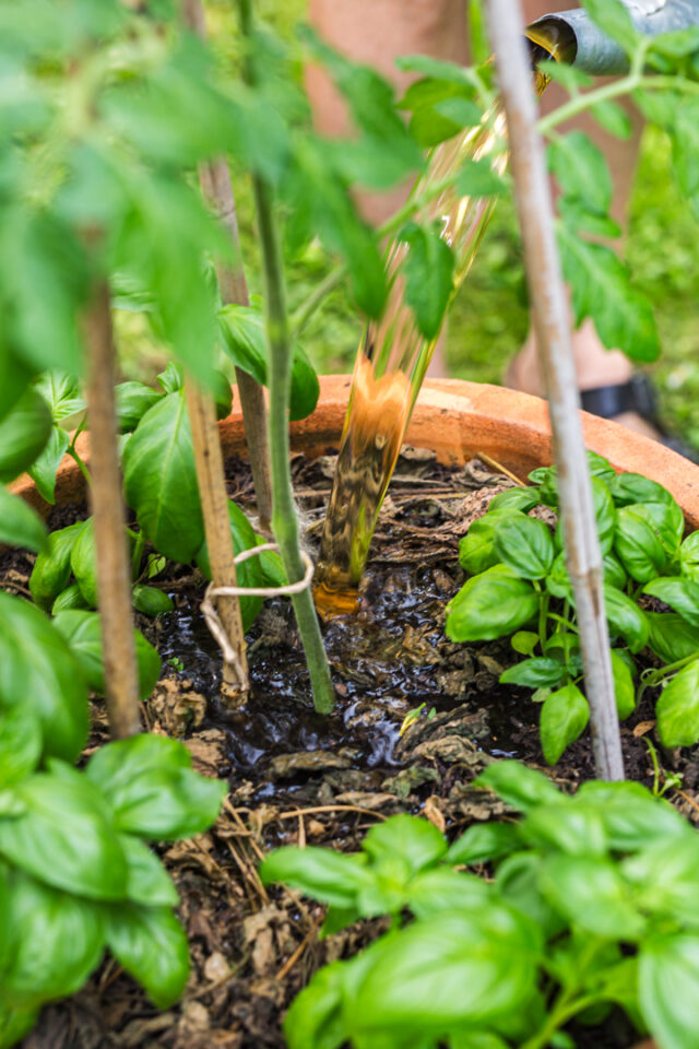 Tomaten mit Bio-Flüssigdünger im Gießwasser düngen