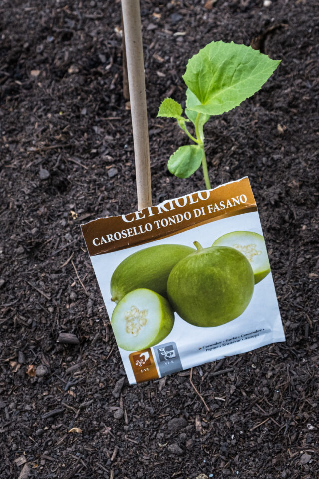 sizilianische Melonengurke tondo di fasano