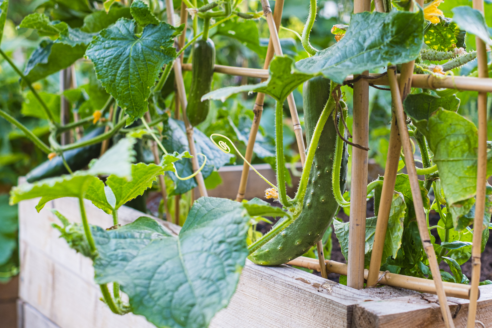 Gurken pflanzen: Vielfalt im Garten entdecken