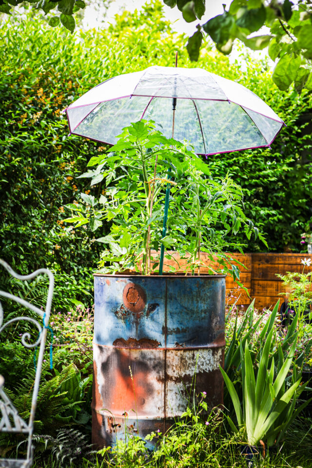 Tomate im Fass mit Regenschirm-Überdachung