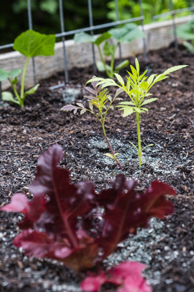 gute Partner für Gurken: Tagetes und Salat