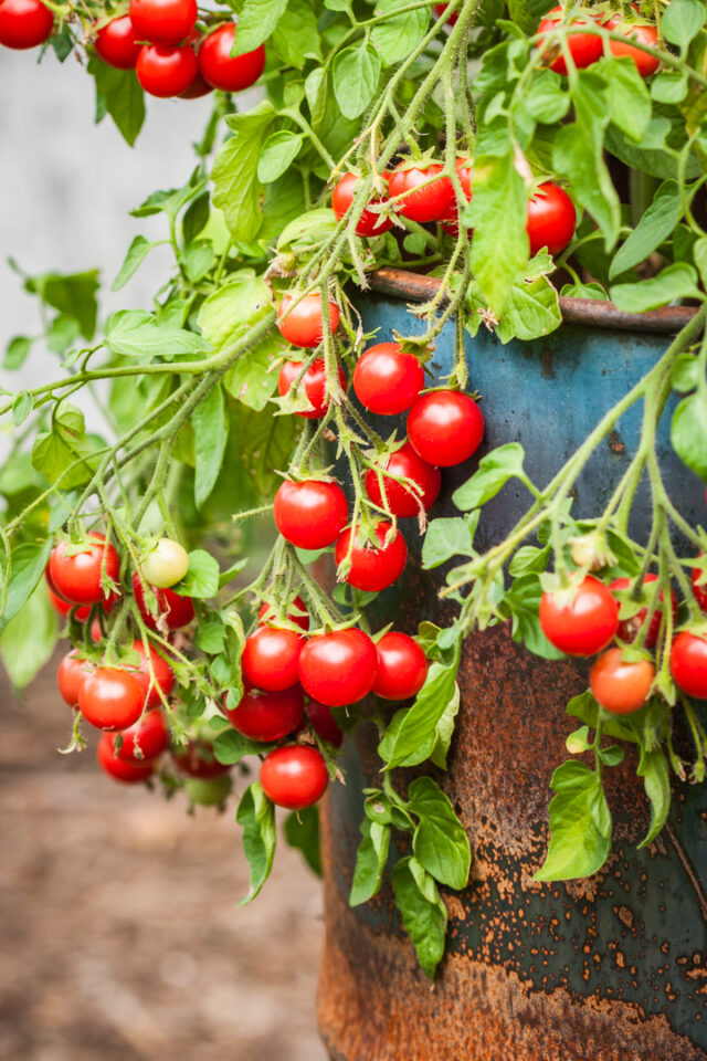 Himbeerrose, gute frühe Sorte für den Anbau von Tomaten im Topf