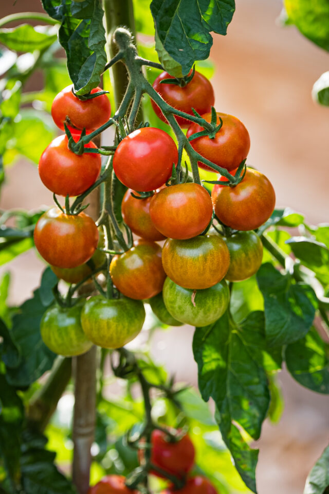 Tomaten Pflanze Zuckertraube im Topf