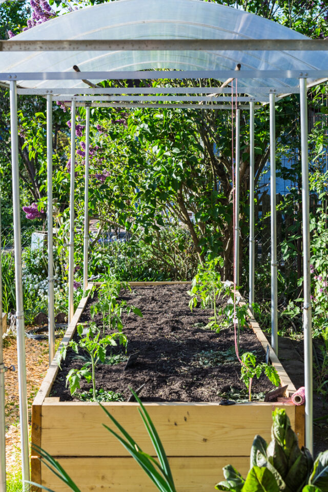 Tomaten pflanzen unter einem schützenden Dach