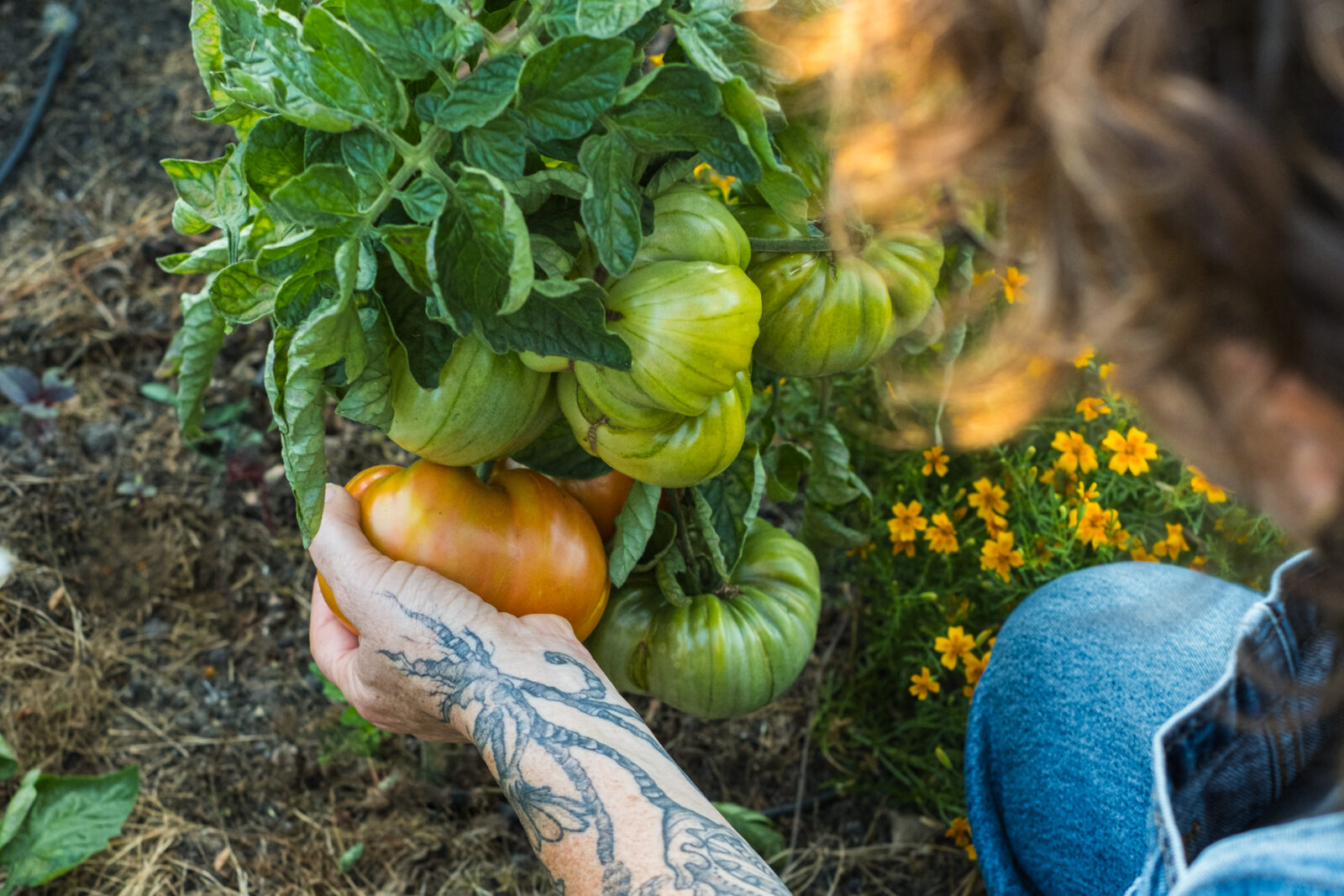 Tomaten Ernte 2026