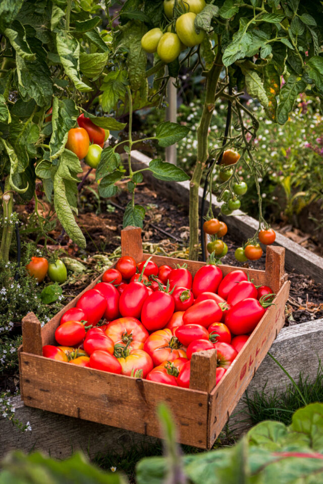 Tomaten Rekordernte