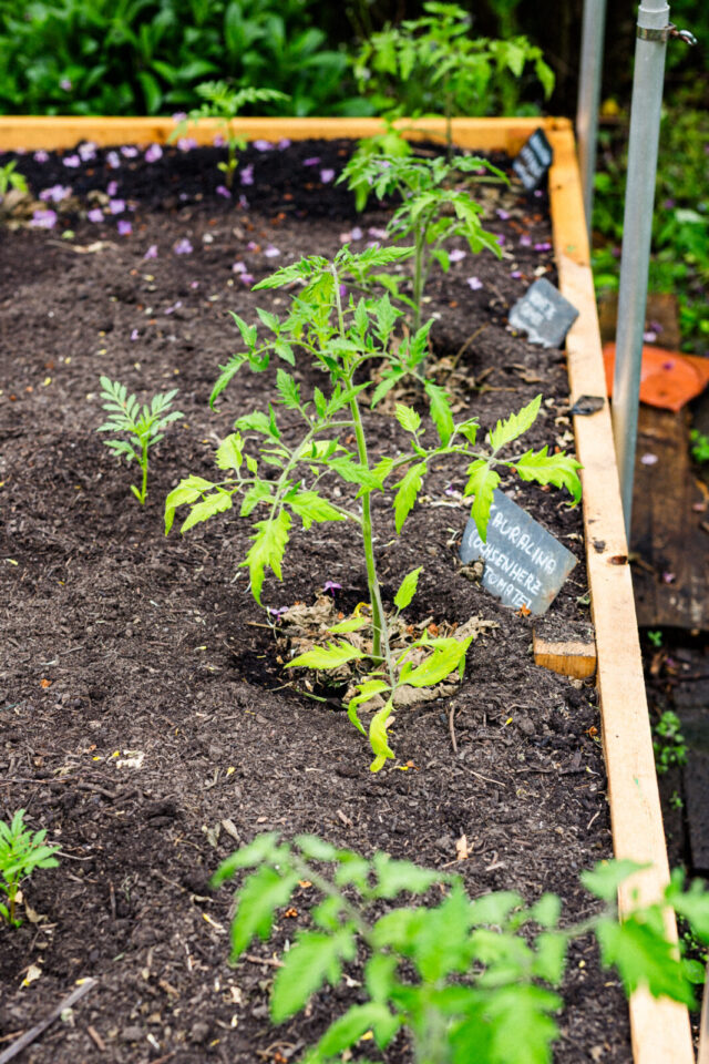 Pflanzabstand bei Tomaten einhalten für größere Ernte