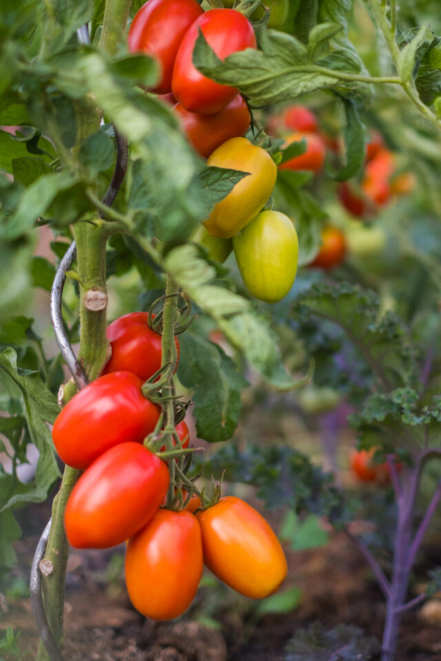 Tomatenpflanzen mit roten Früchten
