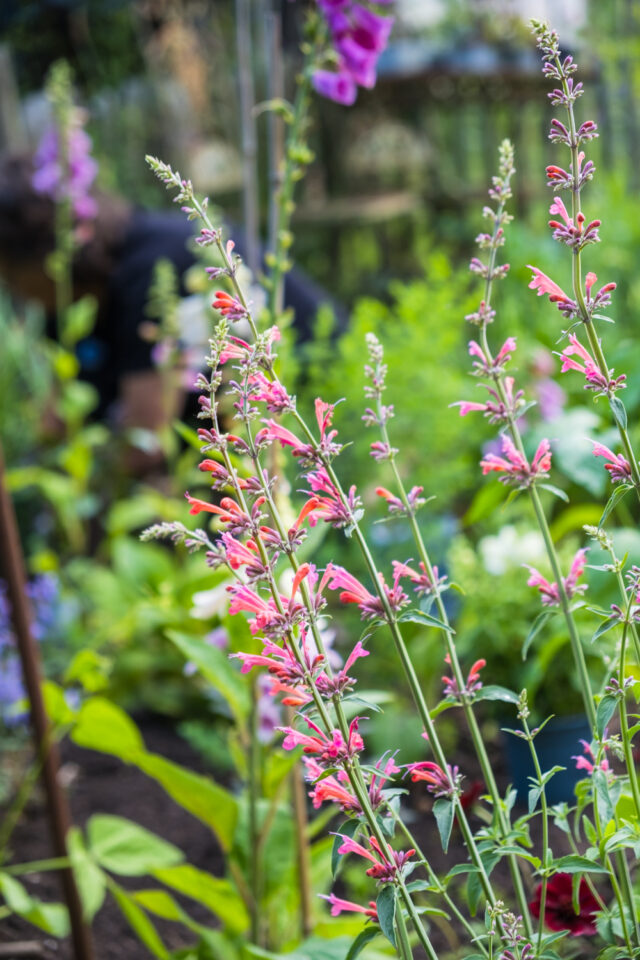 Agastache 'Tangerine Dream'