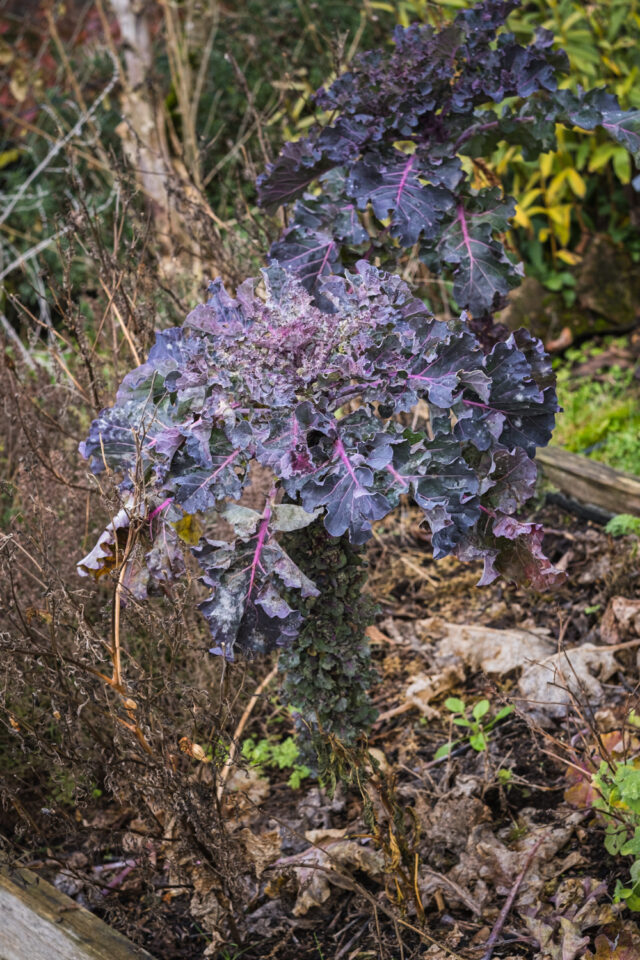 Flower Sprouts im essbaren Staudenbeet