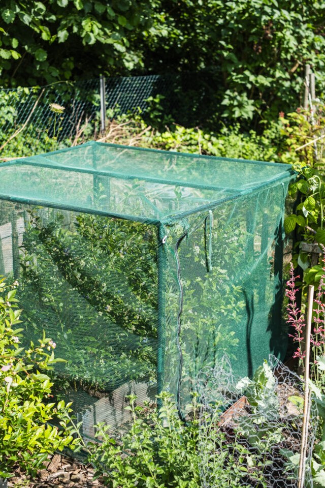 Fruit-Cage verhindert Vogelfraß an deinen Beeren