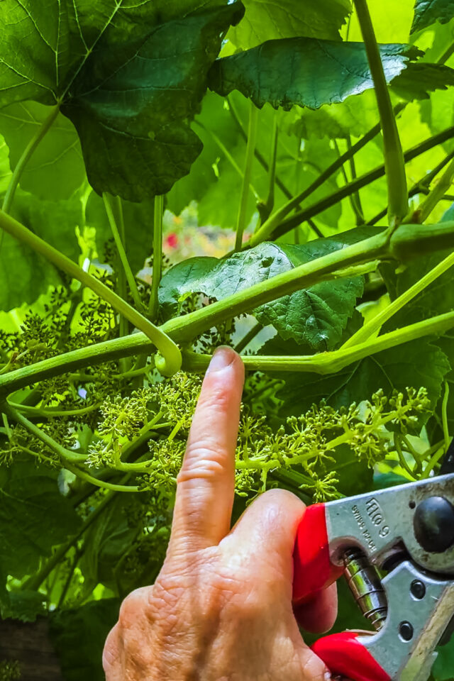 Sommerschnitt an Weinreben: Geiztriebe entfernen