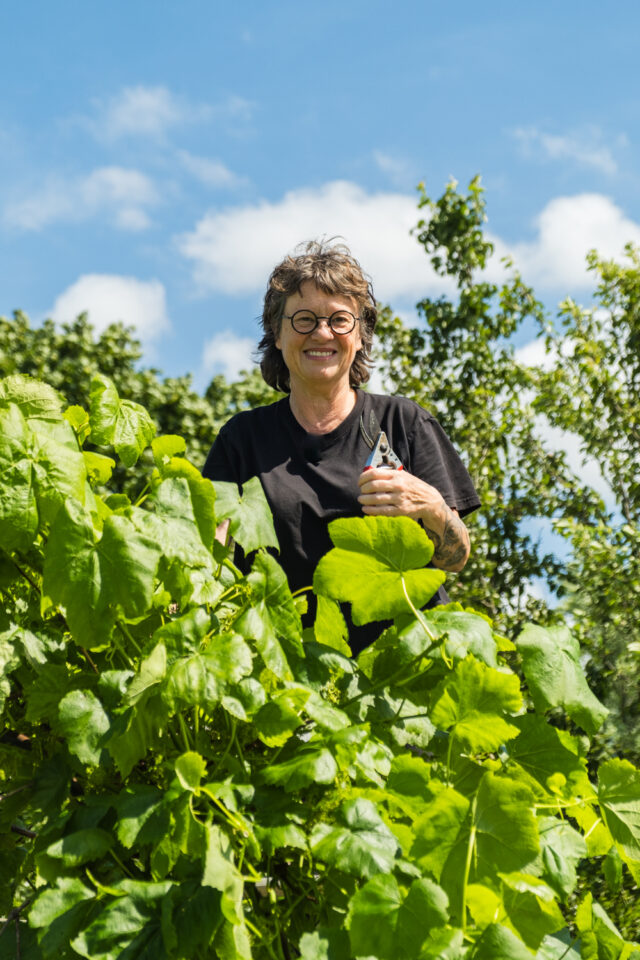 Weinrebe auslichten