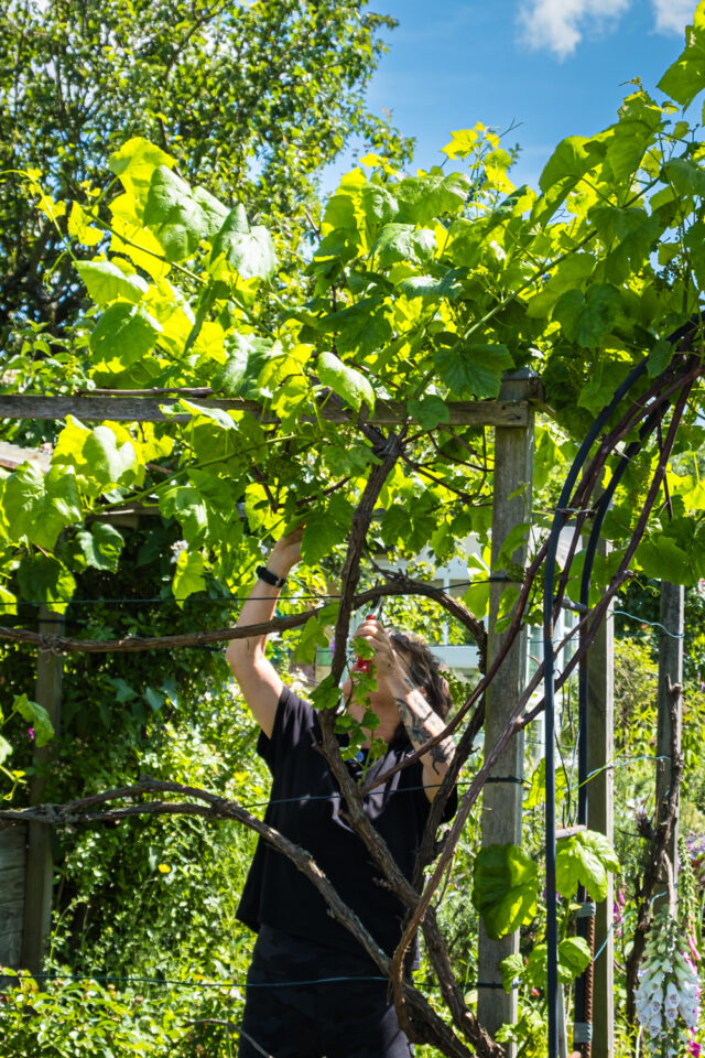 Sommerschnitt an Weinreben zwischen Juni und August