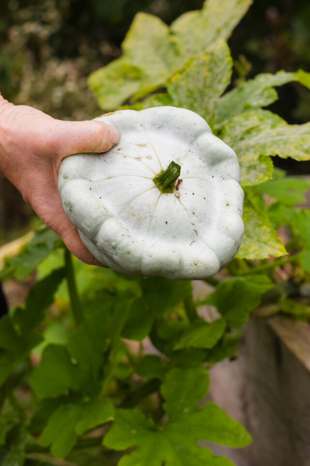 Patisson kann man alternativ zu Zucchini im Topf pflanzen