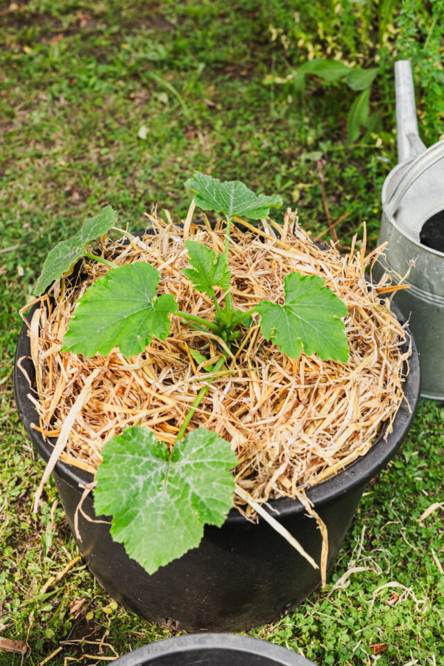 Zucchini im Topf mit Stroh mulchen